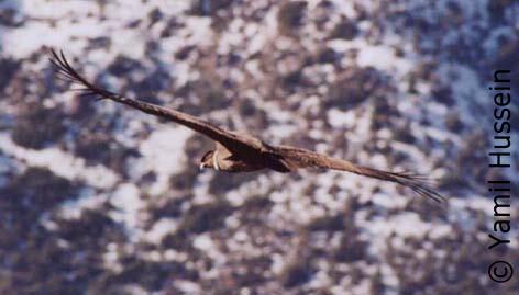 Cóndor - Vultur gryphus