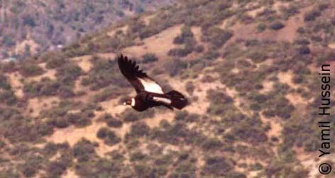 Cóndor - Vultur gryphus