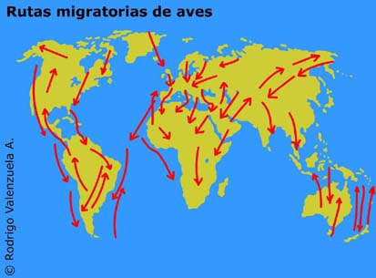 Principales rutas migratorias de aves.