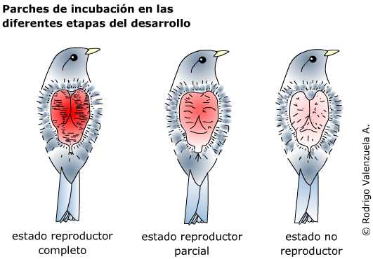 Parches de incubación en las diferentes etapas del desarrollo