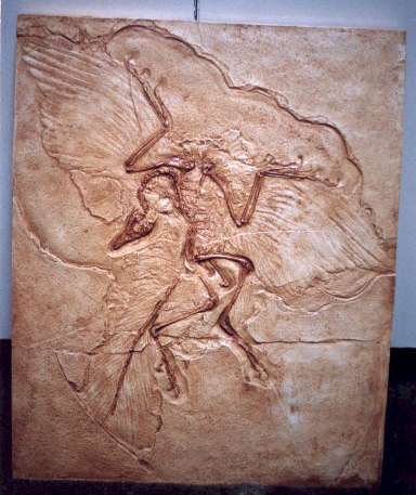 Fósil original de Archaeopteryx