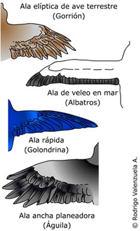 Tipos de alas